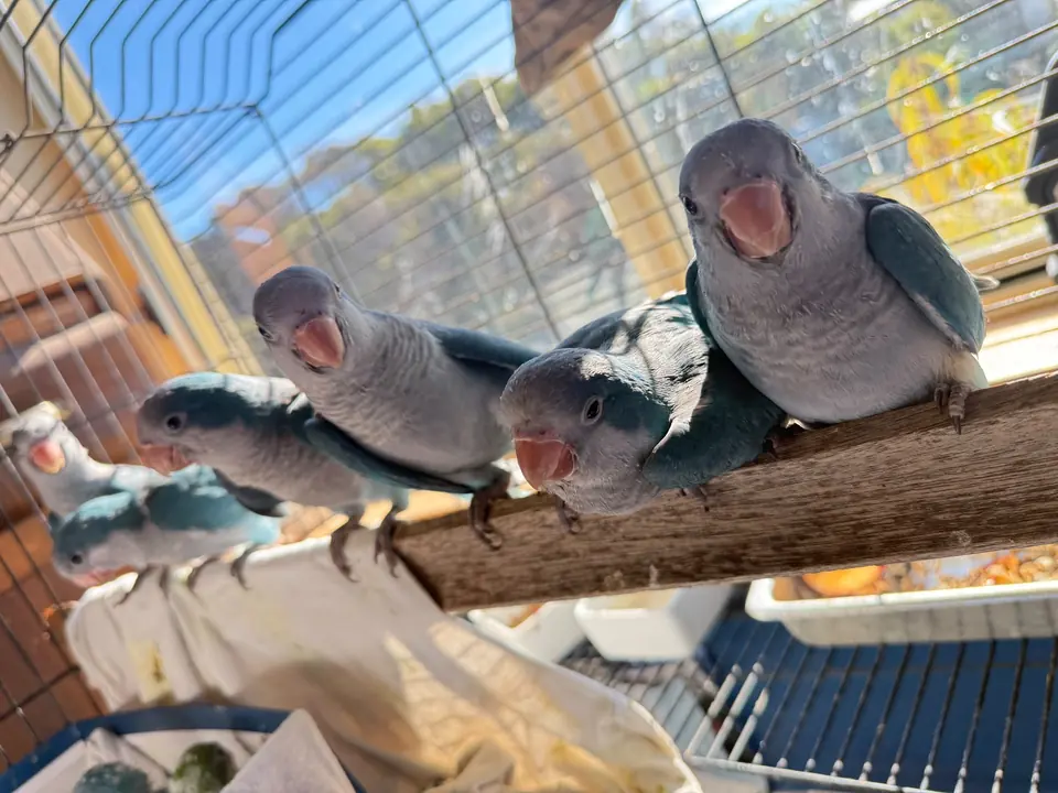 A row of blue-grey parrots perched side by side on a branch in bright sunshine.