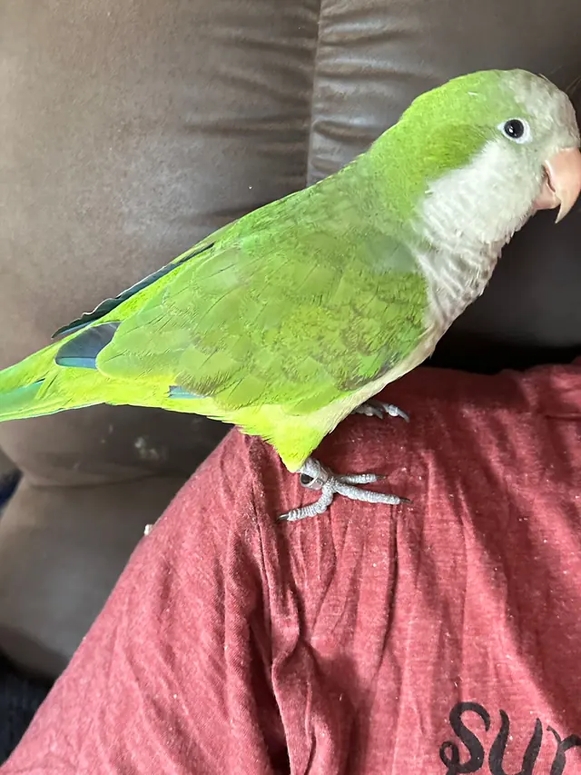 A bright green parrot in profile, standing on a red top.