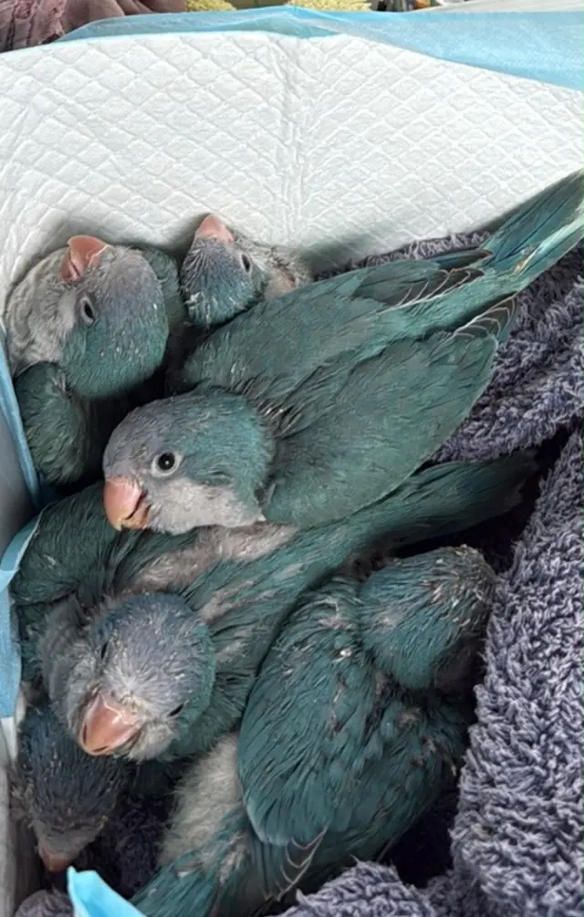 A cluster of young turquoise parrots snuggled together in a soft towel.