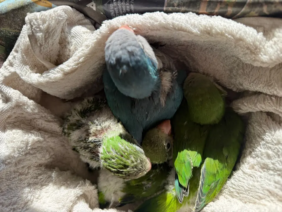 Young green and blue parrots nestled together in a soft cream towel.