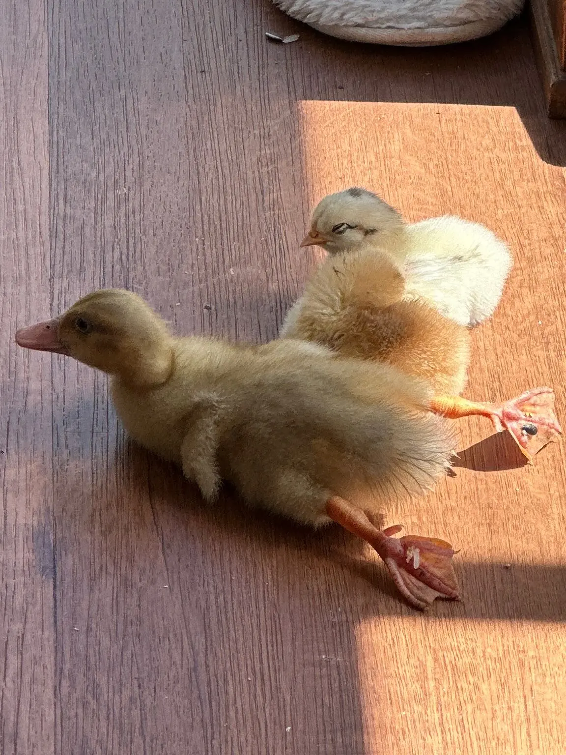 A fluffy duckling stretching out on a sunlit timber floor beside a pale yellow chick.